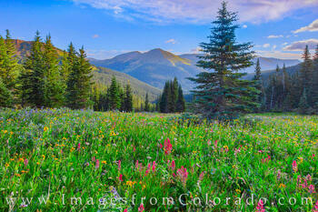 Wildflower Meadow in August 803-1