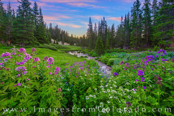 Colorado Wildflower bloom along Current Creek near Berthoud Pass.