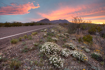Wildflower Sunset at Big Bend 