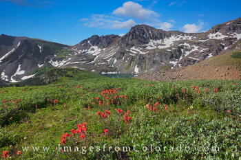 Wildflowers above Cathedral Lake 1