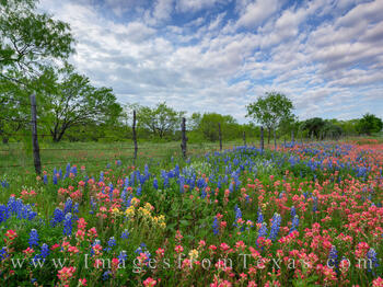 Wildflowers along an old Fenceline 407-1