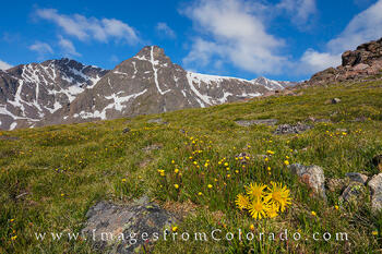 Wildflowers and Mount Holy Cross 1