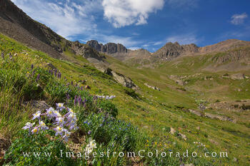 Wildflowers at American Basin 1
