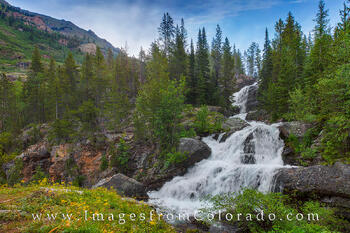 Wildflowers at Cascade Falls, Indian Peaks 1