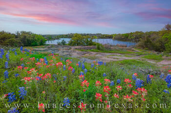 Wildflowers at Inks Lake 328-1