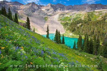Wildflowers at Lower Blue Lake 1
