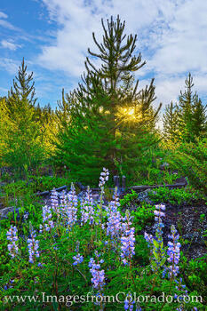 Wildflowers at Sunset near Winter Park 719-1
