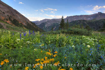 Wildflowers at Yankee Boy Basin 2