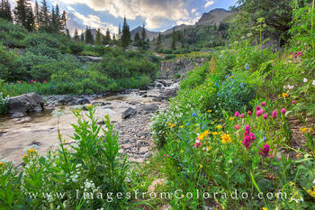 Wildflowers at Yankee Boy Basin 3  