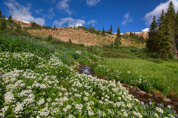 Colorado Wildflowers on Berthoud Pass 1