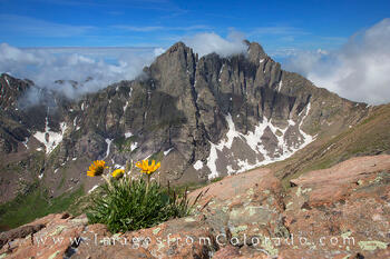 Wildflowers near the Crestones 1