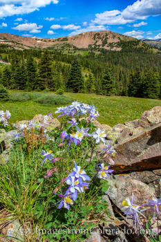 Wildflowers of Butler Gulch 1