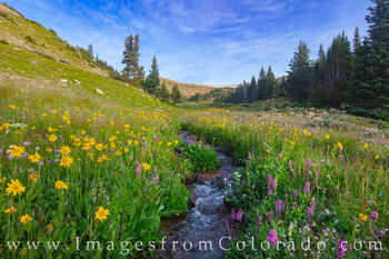 Wildflowers of the Forgotten Creek 1