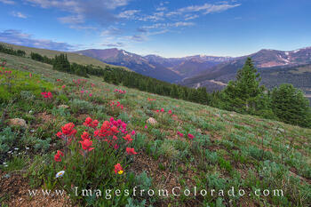 Wildflowers on Berthoud Pass 1