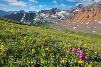 Wildflowers on Electric Pass, Maroon Bells Wilderness 1