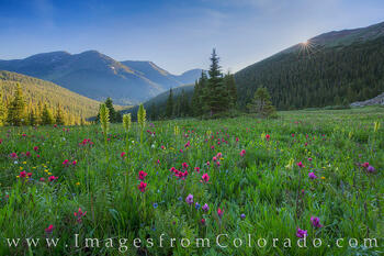 Wildflowers on a Summer Morning 1