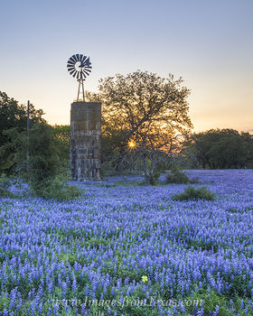 Windmill and Bluebonnets near Poteet 1