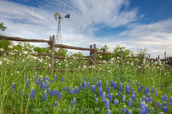 Windmill over Bluebonnets and Poppies 1