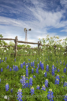 Windmill over Bluebonnets and Poppies 2