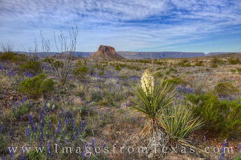 Yucca and Bluebonnets in Big Bend 22