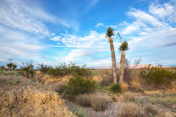 Yuccas of Big Bend National Park 2