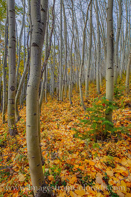Aspen in Morning Light near Fraser, Colorado 2