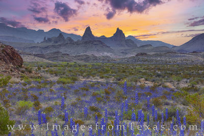 Big Bend National Park in Bluebonnet Season