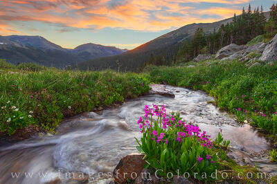 Butler Gulch Wildflower Sunrise 720-1