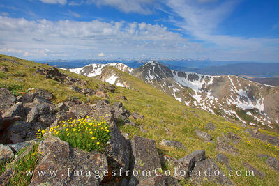 Byers Peak Wildflowers 1