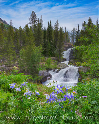 Columbine at Cascade Falls, Indian Peaks 1