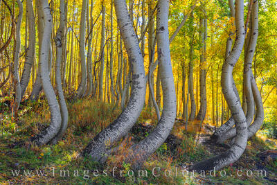 Autumn in Colorado - Fall Colors Images and Prints