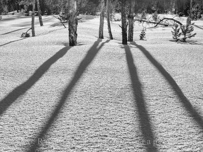 Evening Shadows in Black and White 1