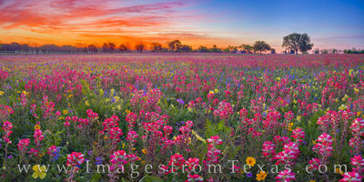 Indian Paintbrush Sunrise Panorama 402-1