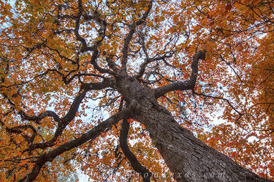 Lost Maples and Garner State Park Area Images and Prints