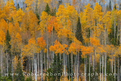 Orange and Gold in Winter Park 1