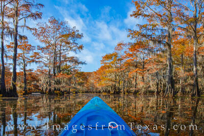 Caddo Lake Images and Prints
