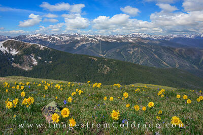 Sunflowers near Winter Park, Colorado 1