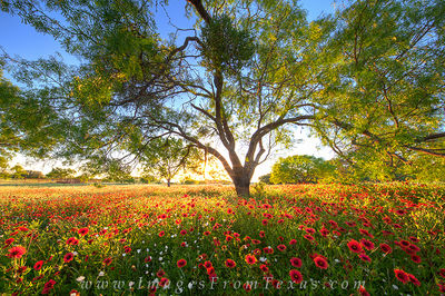 Texas Wildflowers Pictures and Prints