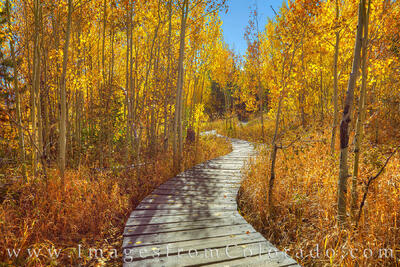 The Golden Winding Road 1