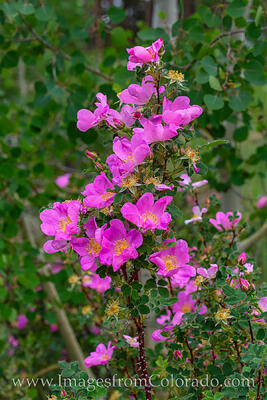 Wild Roses in Summer 1
