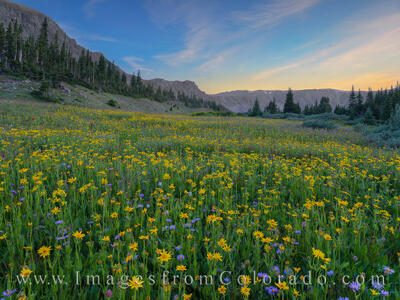 Wildflower Evening at Butler Gulch 801-2