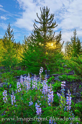 Wildflowers at Sunset near Winter Park 719-1