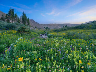 Wildflowers on a Summer Evening near Butler Gulch 801-1