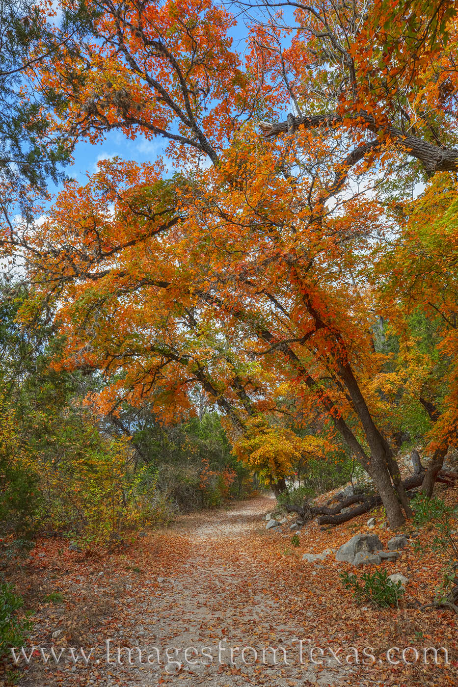 A Walk through the Woods - Lost Maples 1112-1