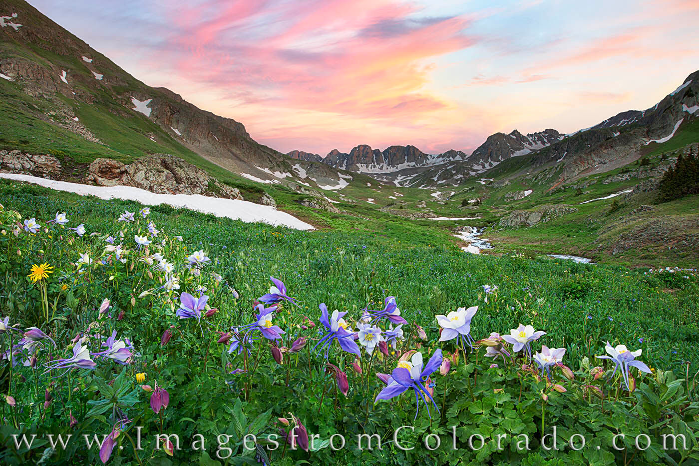 American Basin Wildflowers near Lake City 2 Columbine and other Colorado wildflowers enjoy the cool evening at American Basin, a short 16 mile drive down a bumpy dirt road...
