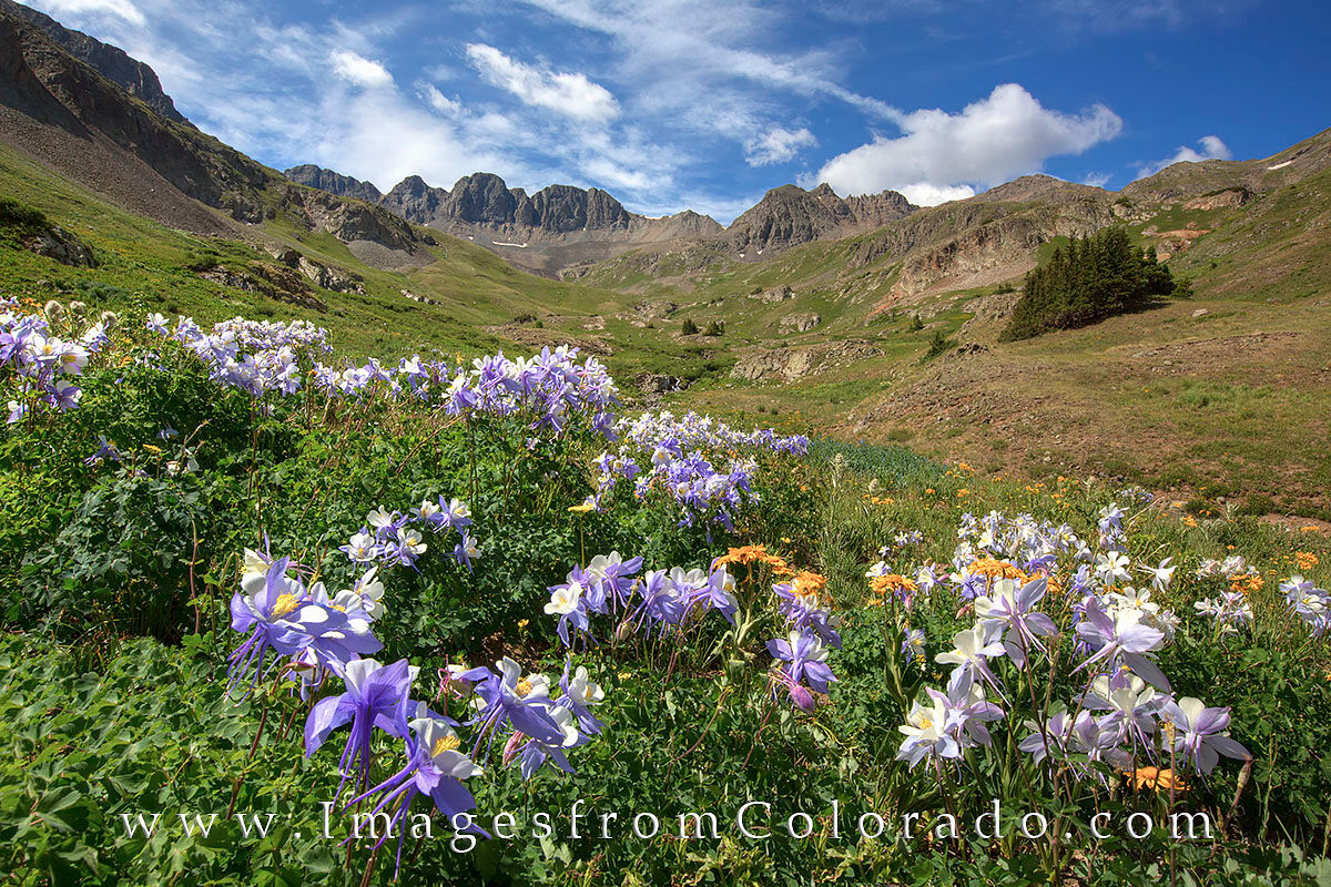 American Basin Wildflowers near Lake City 4 Near Lake City, Colorado, American Basin is a short, bumpy drive away. This fertile valley is the start of a hike up to Handies...