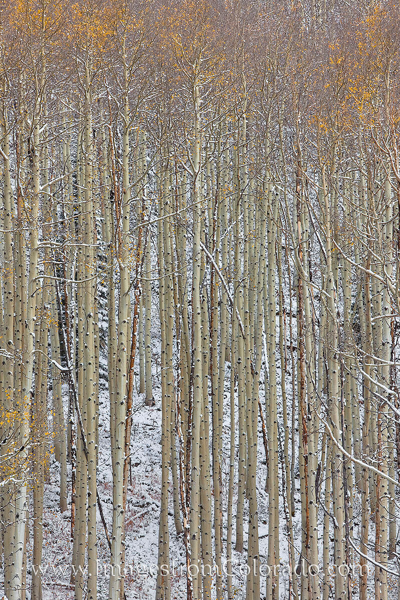 Aspen Trees in Snow 1 In late Autumn, aspen trees have a dusting of snow on the branches and limbs. This cold photograph was taken in the Maroon Bells...