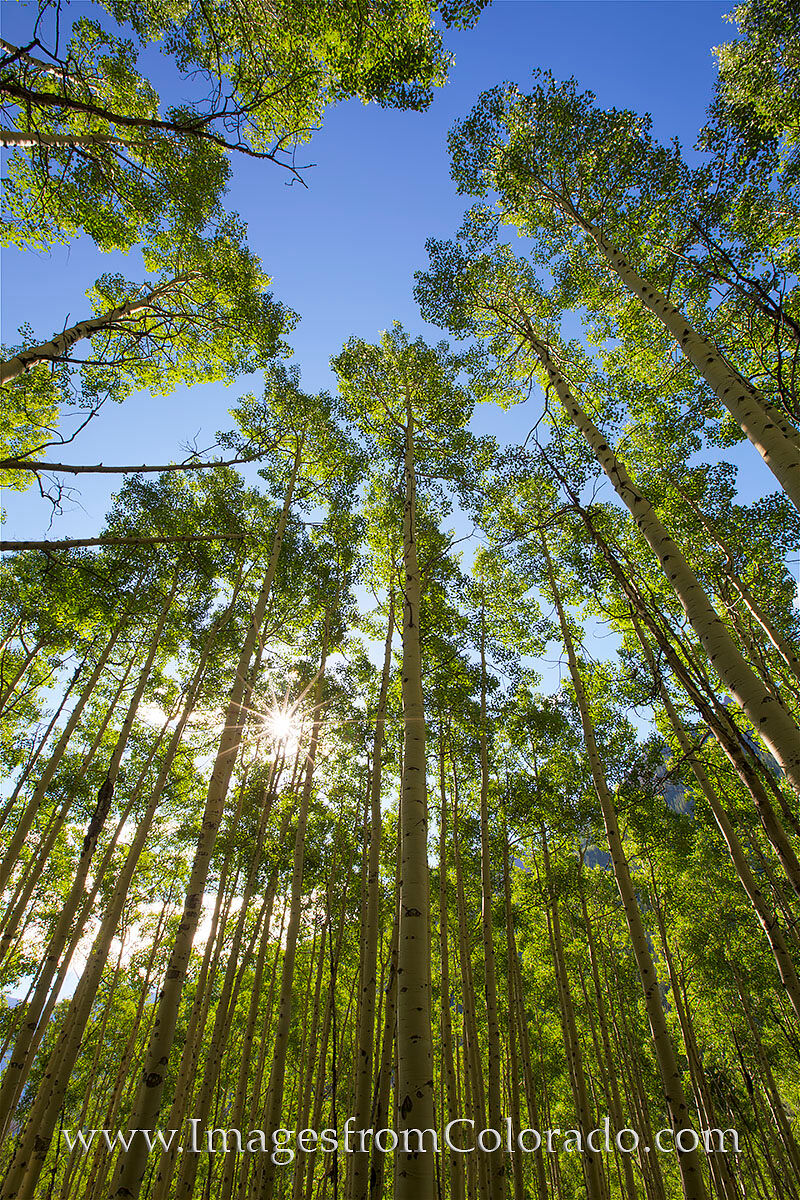 Aspen at the Maroon Bells 4 In this Maroon Bells photograph, the sunshine streams through the tall aspen trees on a summer morning. This was my view between...