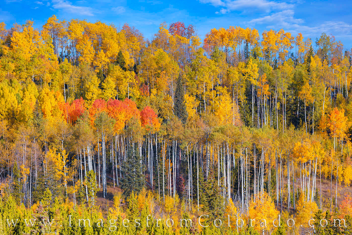Aspen in Morning Light 2 Autumn colors arrive with orange and gold vibrance in Winter Park.