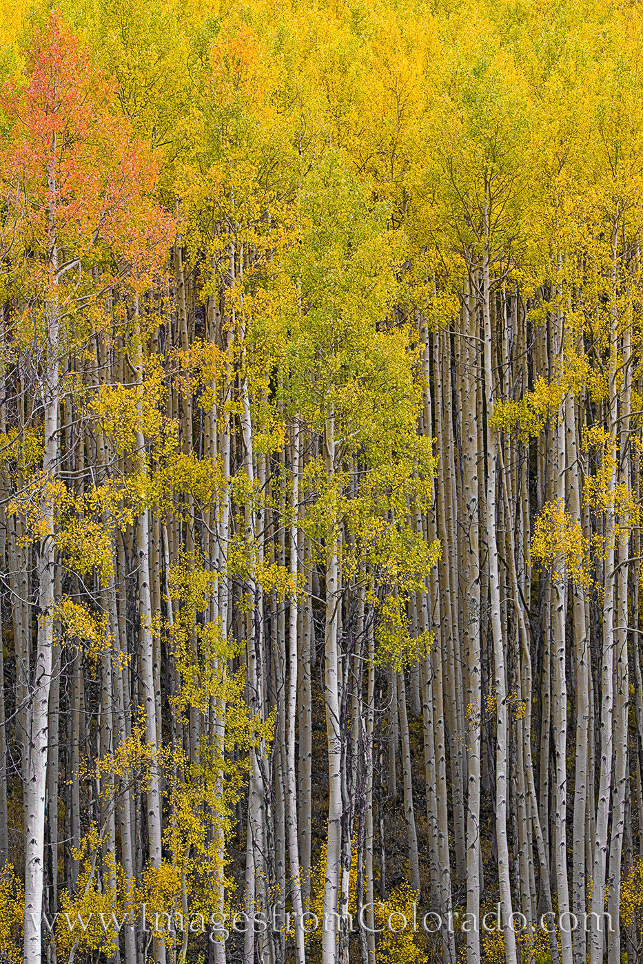 Autumn Aspen Forest in Colorado 1 Near Maroon Lake in the Maroon Bells Wilderness, this golden aspen grove shimmered in the cool Autumn air. On the trail leading...